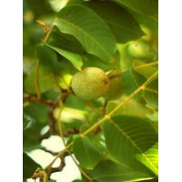 MSA PRUNUS AMYGDALUS 50ML