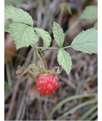 MSA RUBUS IDAEUS 50ML